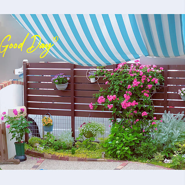 写真付きレビュー ジプソフィラ かすみ草 種 ジプシー ホワイト 1000粒 ジプソフィラ かすみ草の種 花の種 の通販商品 口コミ情報 Roomclipショッピング