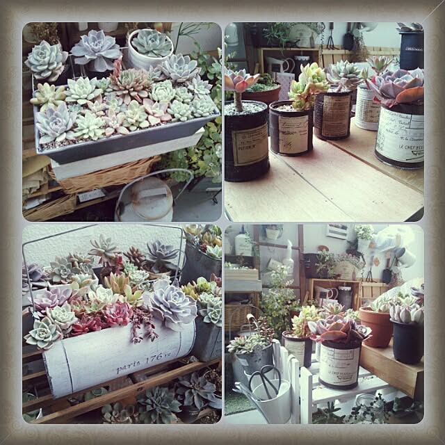 リメ缶 ベランダインテリア ベランダガーデン 多肉植物 ブログ のインテリア実例 15 01 17 11 37 55 Roomclip ルームクリップ