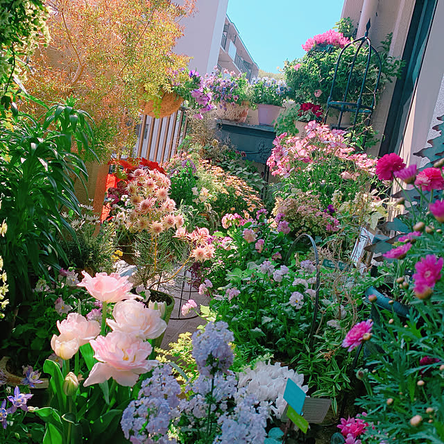 写真付きレビュー 冷蔵処理 芽出し苗 ラナンキュラス ラックス エウロペの苗 5号鉢 の通販商品 口コミ情報 Roomclipショッピング 写真付きレビュー 冷蔵処理 芽出し苗 ラナンキュラス ラックス エウロペの苗 5号鉢 の通販商品 口コミ情報 Roomclipショッピング