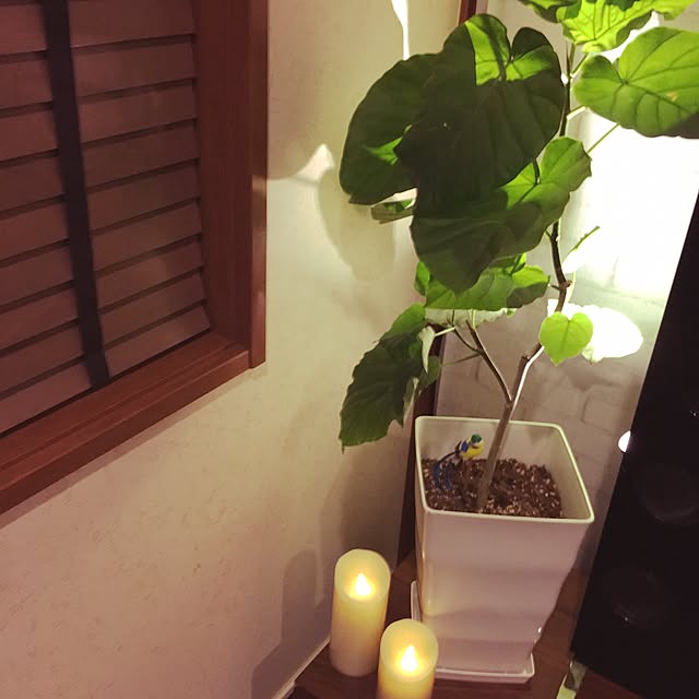 写真付きレビュー】観葉植物 本物 モンステラ6号鉢 【ブラウン鉢カバー付】の通販商品口コミ情報 | RoomClipショッピング 写真付きレビュー】観葉植物 本物 モンステラ6号鉢 【ブラウン鉢カバー付】の通販商品口コミ情報 | RoomClipショッピング