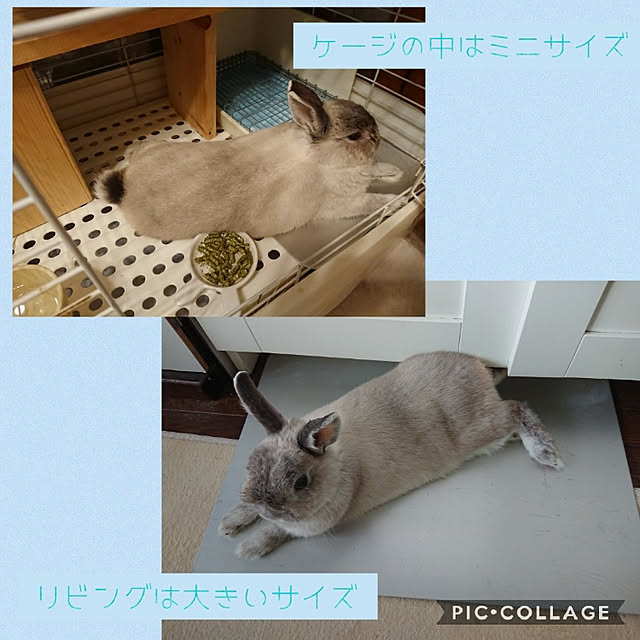 マルカン ひんやりクール アルミプレート S Dp 805 犬猫用マット 1枚 ネコポス不可 のレビュー クチコミとして参考になる投稿1枚 Roomclip ルームクリップ