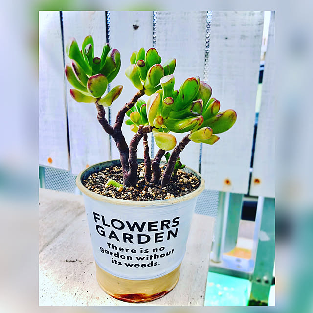 当店農園直送 多肉植物 ゴーラム 宇宙の木 のレビュー クチコミとして参考になる投稿4枚 当店農園直送 多肉植物 ゴーラム 宇宙の木 のレビュー クチコミとして参考になる投稿4枚