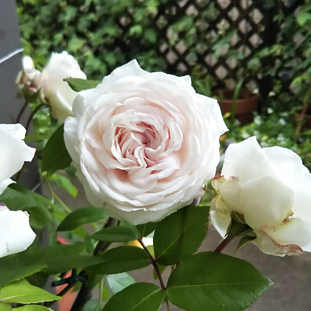 写真付きレビュー オールドローズ 四季咲き 木立バラ四季咲き大苗 紛粧楼 フンショウロウ 大苗 Fen Zhang Lou 花色 白 の通販商品 口コミ情報 Roomclipショッピング