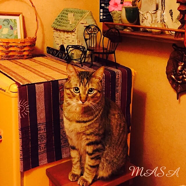 壁/天井/いいね♪いつもありがとうございます❤️/ねこの日常/ねこ部/むぎわら猫のミィ♪...などのインテリア実例 - 2016-03-09 09:16:16