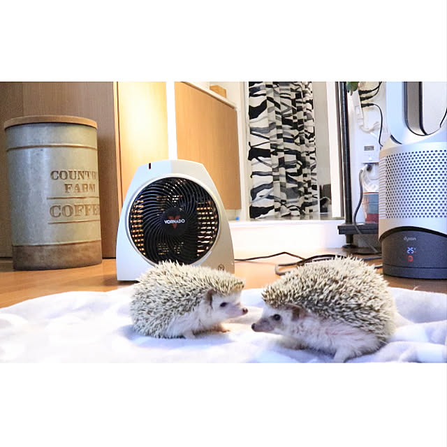 サーキュレーター ハリネズミのいる生活 ハリネズミ Dyson Hot Cool Dyson などのインテリア実例 21 12 25 14 31 47 Roomclip ルームクリップ
