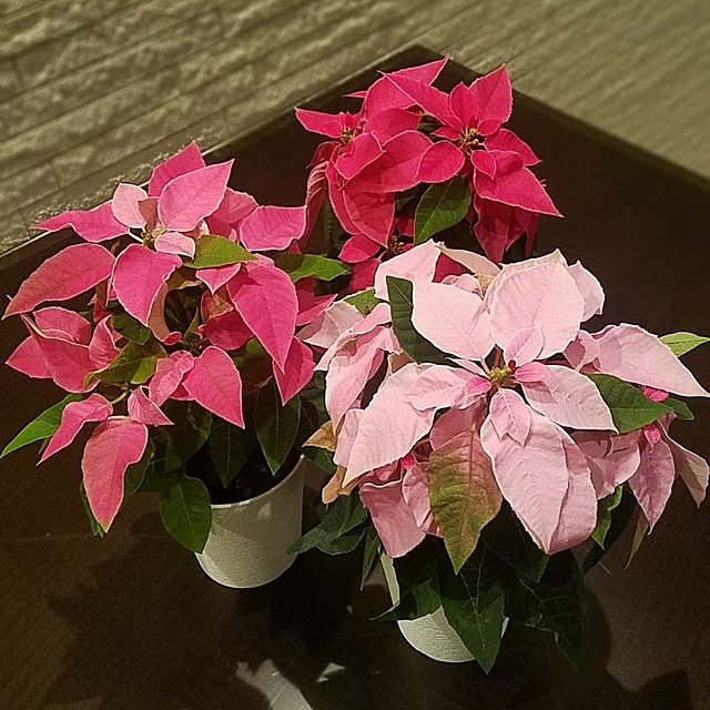 プリンセチア ミドリエ サントリー 希少品種 限定 ポインセチア ギフト プレゼント クリスマス 贈り物 お歳暮 フラワーギフト 観葉植物のレビュー クチコミとして参考になる投稿4枚 Roomclip Item