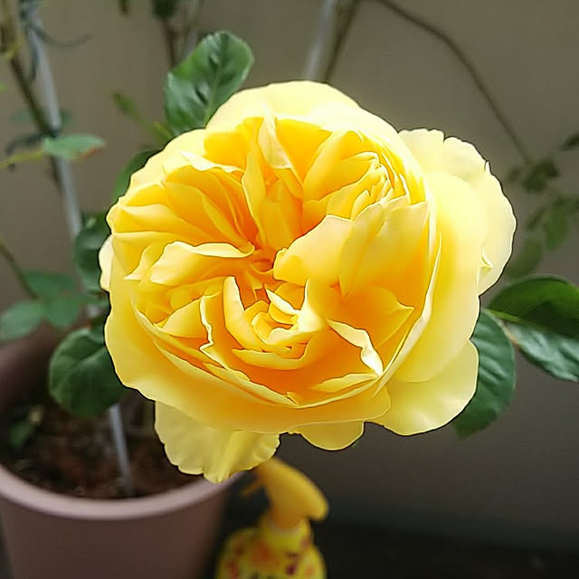 写真付きレビュー 母の日ギフト 蕾 花付きバラ苗 人気のイングリッシュローズ グラハムトーマス 送料無料 ラッピング付き 品種指定 5月5日 8日の間にお届け 母の日の贈り物22の通販商品 口コミ情報 Roomclipショッピング 写真付きレビュー 母の日ギフト 蕾 花付きバラ苗 人気のイングリッシュローズ グラハムトーマス 送料無料 ラッピング付き 品種指定 5月5日 8日の間にお届け 母の日の贈り物22の通販商品 口コミ情報 Roomclipショッピング