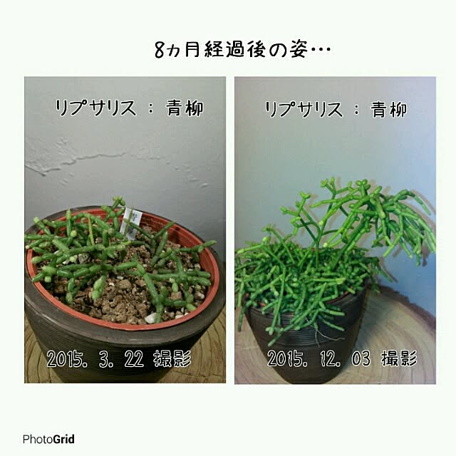 リプサリス エワルディアナ 5号吊りのレビュー クチコミとして参考になる投稿1枚 Roomclip ルームクリップ