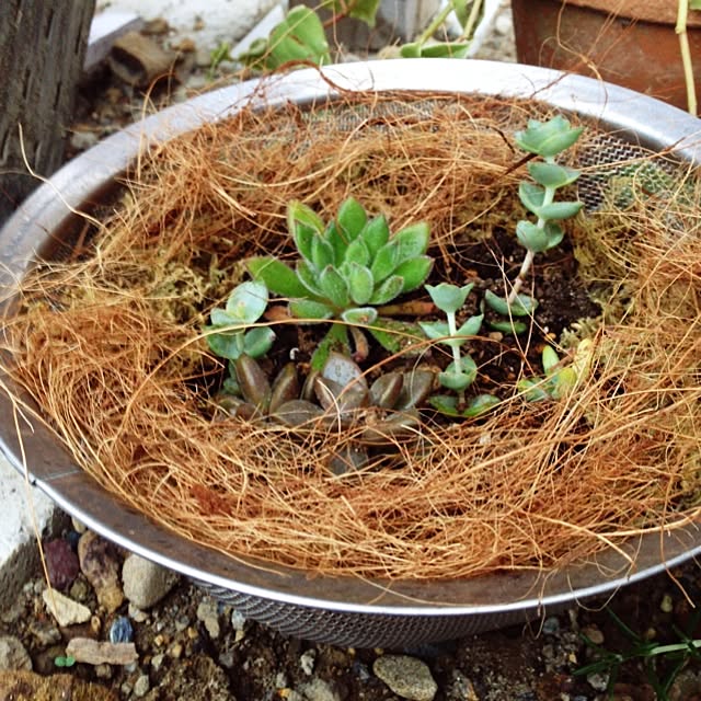 玄関 入り口 多肉植物 ヤシファイバー ザル 水苔のインテリア実例 14 10 02 17 45 54 Roomclip ルームクリップ