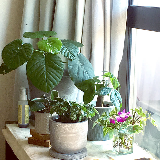 受皿 鉢皿 プランター 植木鉢 おしゃれ 鉢植え あす楽14時まで アマブロ アートストーン Saucer Sサイズ Amabro Art Stone花 栽培 プレゼント ギフト 母の日 通販 水やり かわいい ガーデニング 排水 乾燥防止のレビュー クチコミとして参考になる投稿3枚