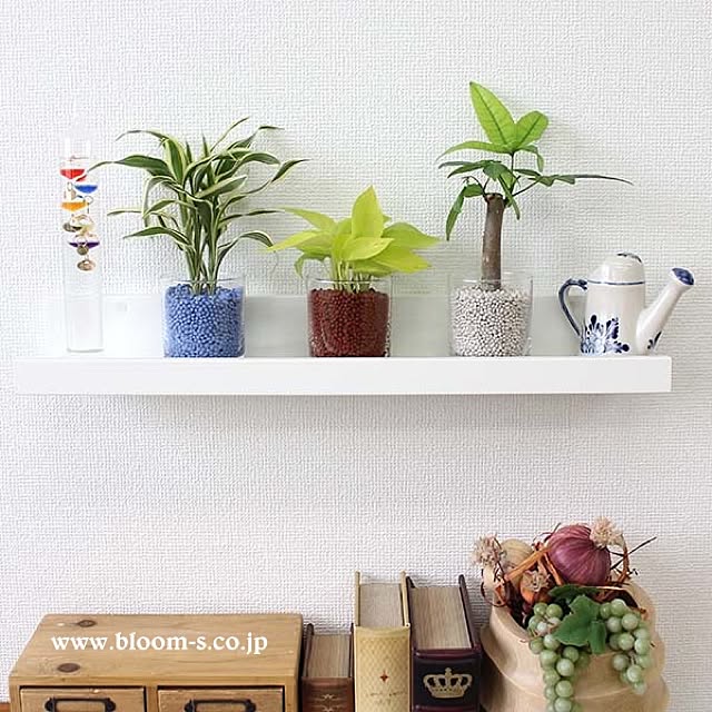 ネオコール植えミニ観葉植物 ガラス容器 3鉢セット 種類も色もよりどり選べる福袋aセット ハイドロカルチャー のレビュー クチコミとして参考になる投稿3枚