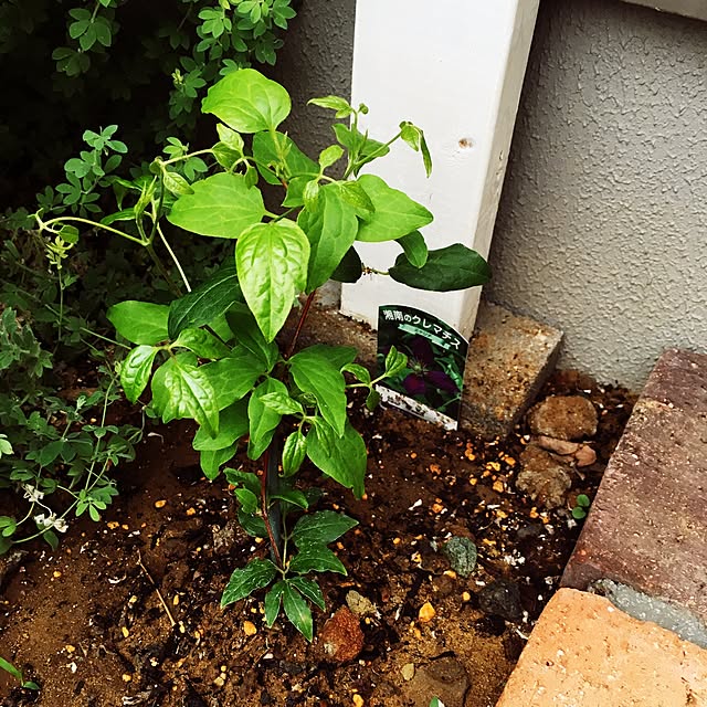 写真付きレビュー クレマチス ミケリテ 1年苗の通販商品 口コミ情報 Roomclipショッピング