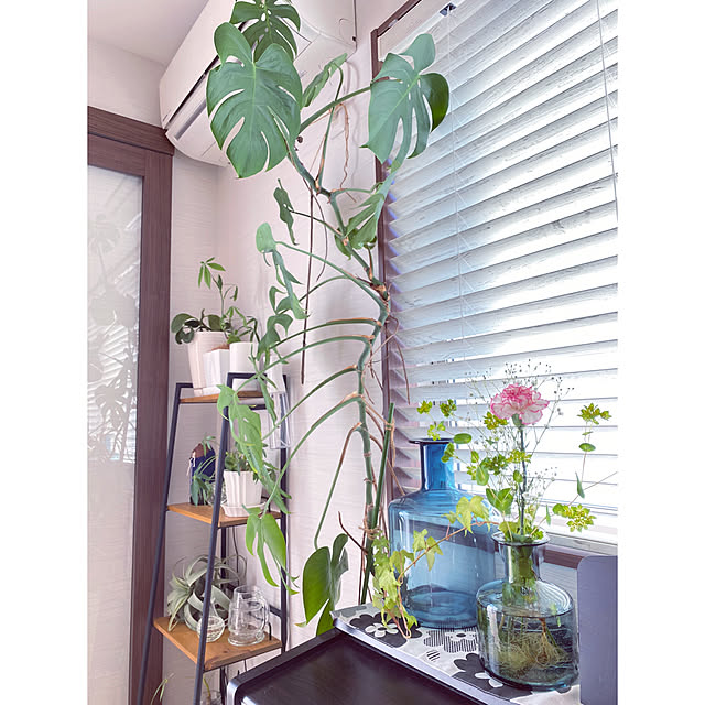 インテリア フェイクグリーン キセログラフィカmサイズ シルバー グリーン 観葉植物 フェイク グリーン インテリア 雑貨 いなざうるす屋のレビュー クチコミとして参考になる投稿58枚 Roomclip ルームクリップ