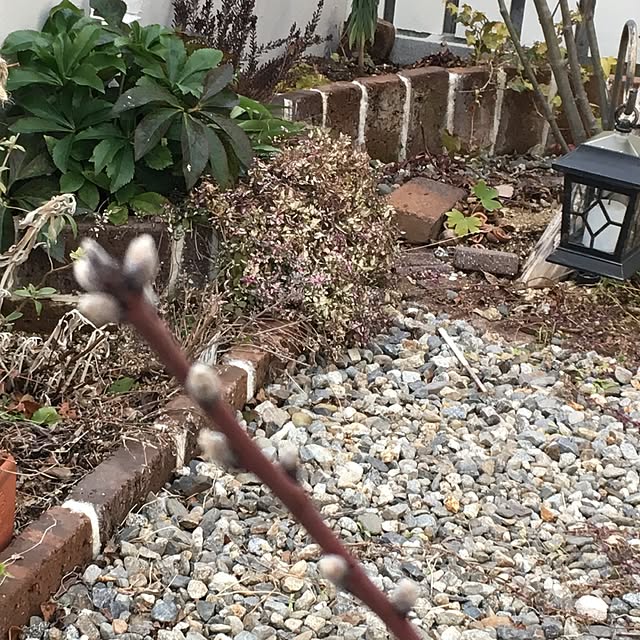 アーモンド ダベイ種 1年生 接ぎ木 苗木のレビュー クチコミとして参考になる投稿4枚