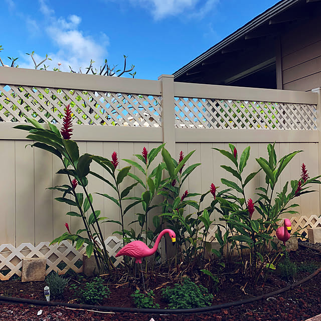 写真付きレビュー Pink Flamingos 50年代アメリカンなピンクフラミンゴのオブジェ2体セット 50 S ガーデニング エクステリア 装飾 アメリカ雑貨 アメリカン雑貨の通販商品 口コミ情報 Roomclipショッピング