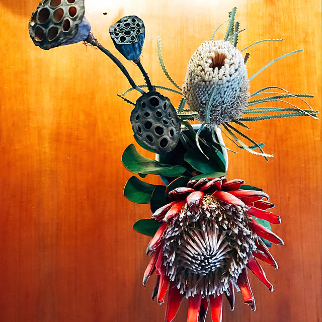 写真付きレビュー Kingprotea Cut Flower キングプロテア 切り花 1本の通販商品 口コミ情報 Roomclipショッピング 写真付きレビュー Kingprotea Cut Flower キングプロテア 切り花 1本の通販商品 口コミ情報 Roomclipショッピング