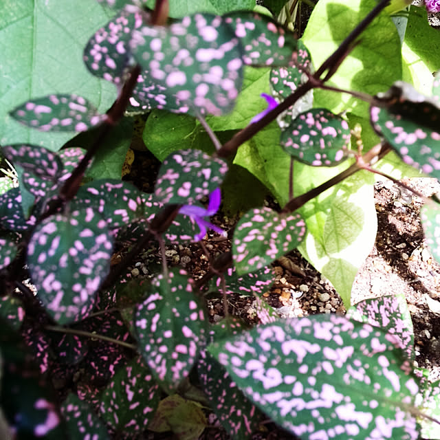 ヒポエステス ピンク オアシス苗 観葉植物 ハイドロカルチャー 水耕栽培 インテリアグリーンのレビュー クチコミとして参考になる投稿1枚 Roomclip ルームクリップ