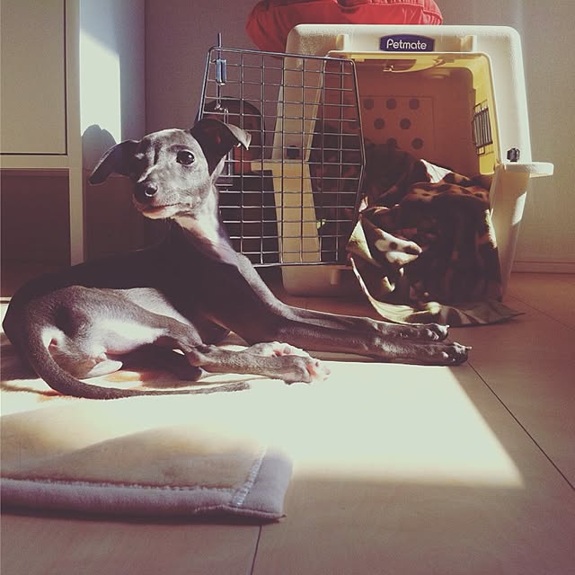 Petmate バリケンネル100スノコ無しのレビュー 口コミとして参考になる投稿2枚 Roomclip ルームクリップ