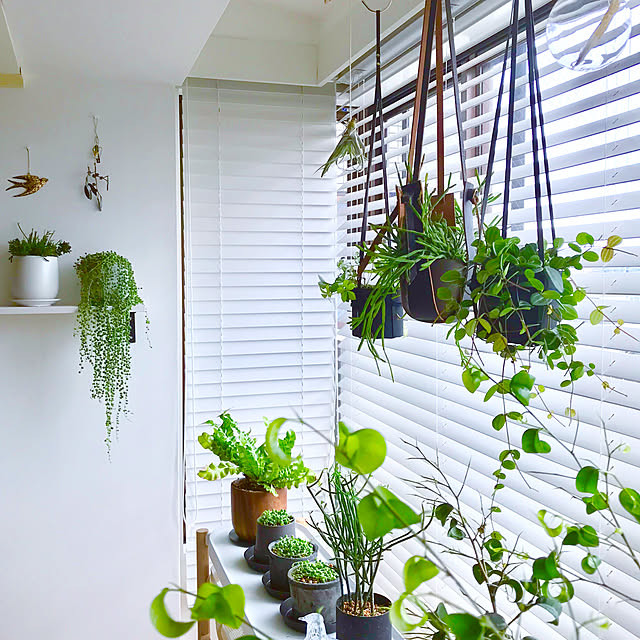 ソフト シリカ ミリオンa 500g ブロックシリコ ソフトシリカ珪酸塩白土 根腐れ防止剤 水腐れ防止剤 のレビュー クチコミとして参考になる投稿1枚