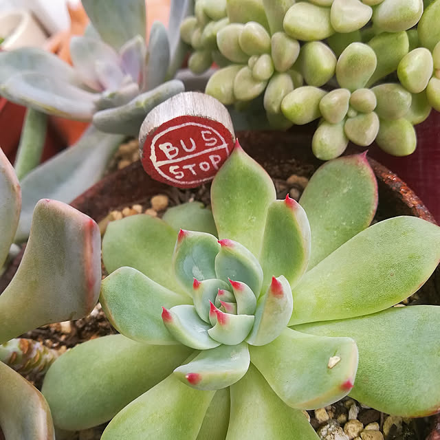 多肉植物 Irzコチレドン ペンデンス 多肉植物 9cmポットのレビュー クチコミとして参考になる投稿25枚 Roomclip ルームクリップ 多肉植物 Irzコチレドン ペンデンス 多肉植物 9cmポットのレビュー クチコミとして参考になる投稿25枚 Roomclip ルームクリップ