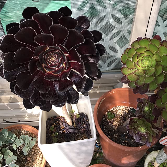 写真付きレビュー 観葉植物 アエオニウム 黒法師3 5号鉢植えの通販商品 口コミ情報 Roomclipショッピング