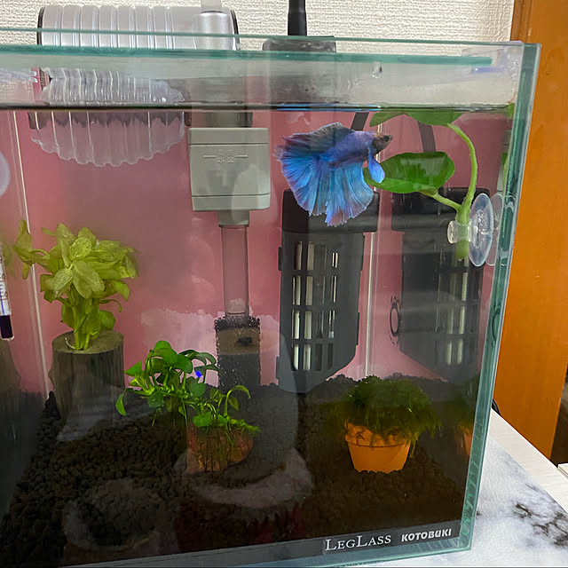 写真付きレビュー Zhhml Led水槽ライト Ledアクアリウムライト 3w 熱帯魚ライト 水槽照明用 フルスペクトル 三つの種類 照明モード調整可能 観賞魚飼育 水草育成 ライト 24個組み合わせled 12白 6青 4赤 2緑 60cm水槽に適していますの通販商品 口コミ情報