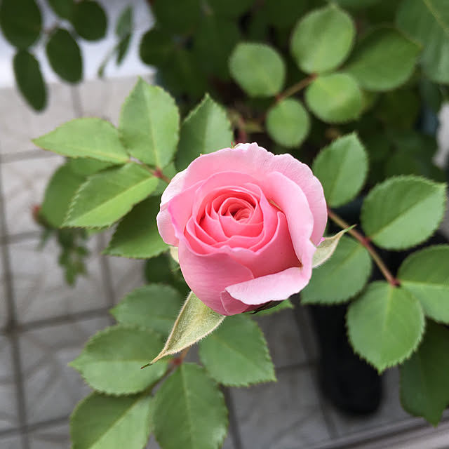 写真付きレビュー 大苗 バラ苗 ダフネ Sh淡桃 癌腫抵抗性台木苗 国産苗 6号鉢植え品 即納 農林水産省 登録品種 J Rog の通販商品 口コミ情報 Roomclipショッピング