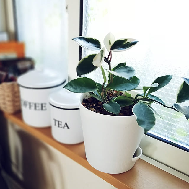 ミニ観葉植物 ホヤ カルノーサ バリエガタ ココアブラウン陶器ポット入り 卓上 室内用 インテリア おしゃれ フイリサクラランのレビュー クチコミとして参考になる投稿1枚 Roomclip ルームクリップ