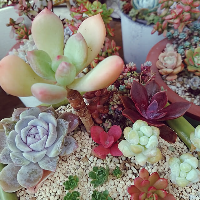 花いかだのレビュー クチコミとして参考になる投稿2枚 Roomclip ルームクリップ