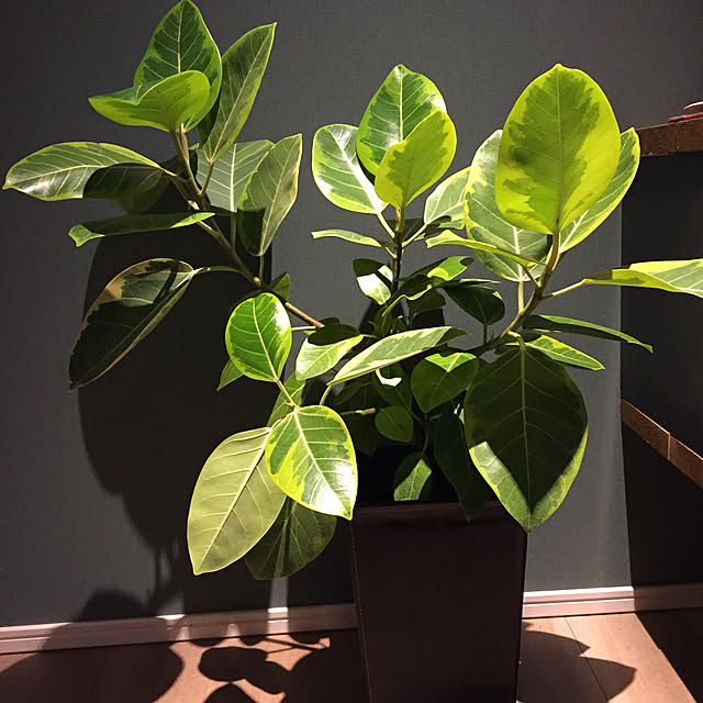 写真付きレビュー フィカスアルテシーマ プラスチック角鉢 受け皿付 現品 B1 送料無料 アルテシマ ゴムの木 育て方説明書付 観葉植物 大鉢 ギフト インテリア 新築祝い 引っ越し祝い 開店祝い 開業祝い 移転祝い 退職祝いの通販商品 口コミ情報 Roomclipショッピング 写真付きレビュー フィカスアルテシーマ プラスチック角鉢 受け皿付 現品 B1 送料無料 アルテシマ ゴムの木 育て方説明書付 観葉植物 大鉢 ギフト インテリア 新築祝い 引っ越し祝い 開店祝い 開業祝い 移転祝い 退職祝いの通販商品 口コミ情報 Roomclipショッピング