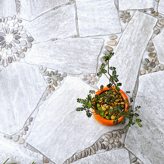 4 8 のお届け 観葉植物 今月のおすすめ ソフォラ ミクロフィラ リトルベイビー 6ページからなる育て方ガイド冊子付のレビュー クチコミとして参考になる投稿41枚