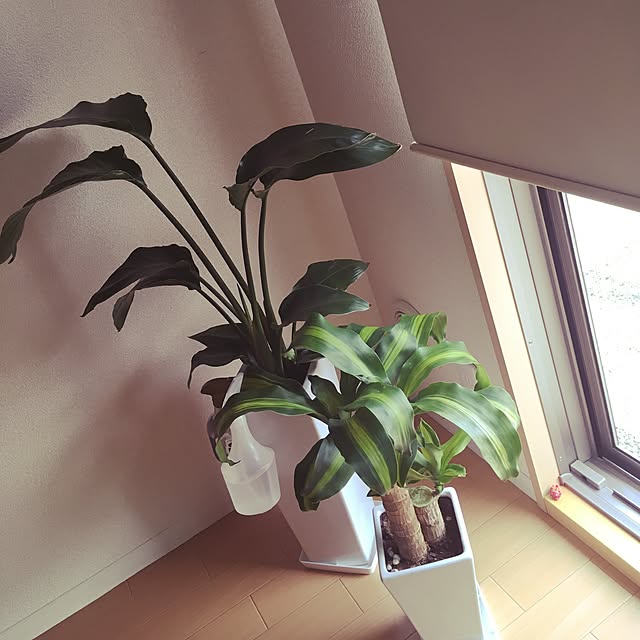 選べる観葉植物4点aセット 幸福の木 モンステラ サンスベリア ウンベラータ 開店祝い 新築祝い 誕生日プレゼント 引越し祝い 結婚祝い インテリア モダン おしゃれな植木鉢 送料無料 Smtb Ms のレビュー クチコミとして参考になる投稿3枚 Roomclip ルーム 選べる観葉植物4点aセット 幸福の木 モンステラ サンスベリア ウンベラータ 開店祝い 新築祝い 誕生日プレゼント 引越し祝い 結婚祝い インテリア モダン おしゃれな植木鉢 送料無料 Smtb Ms のレビュー クチコミとして参考になる投稿3枚 Roomclip ルーム