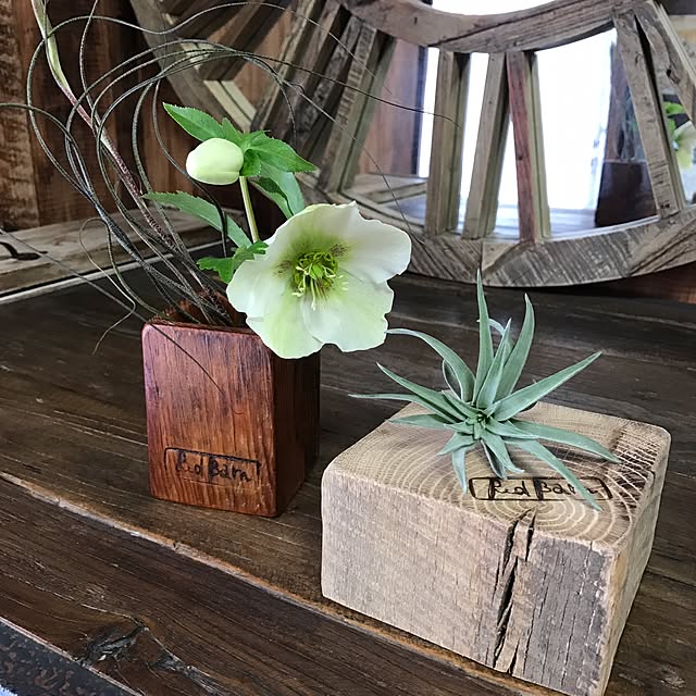 写真付きレビュー 種類選べるsサイズ3種 エアープランツ 7種類から選べる インテリア 雑貨 エアプランツ チランジア エアープランツ ティランジア インテリアグリーン ミニ観葉 エアプランツ 観葉植物 エアープランツ ディスプレイ プレゼント エアープランツ 写真付きレビュー 種類選べるsサイズ3種 エアープランツ 7種類から選べる インテリア 雑貨 エアプランツ チランジア エアープランツ ティランジア インテリアグリーン ミニ観葉 エアプランツ 観葉植物 エアープランツ ディスプレイ プレゼント エアープランツ