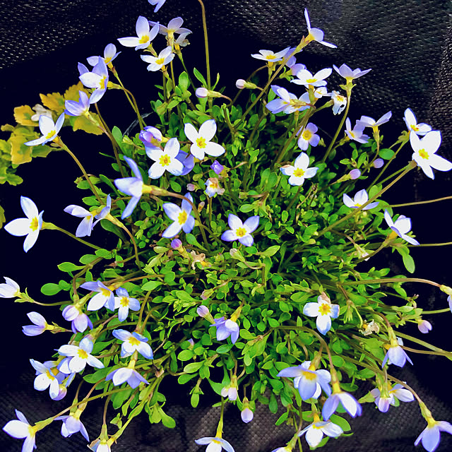 山野草の苗 ヒナソウ 雛草 濃色ヒナ草 濃い青色 2 5号ポットのレビュー クチコミとして参考になる投稿1枚 Roomclip ルームクリップ 山野草の苗 ヒナソウ 雛草 濃色ヒナ草 濃い青色 2 5号ポットのレビュー クチコミとして参考になる投稿1枚 Roomclip ルームクリップ