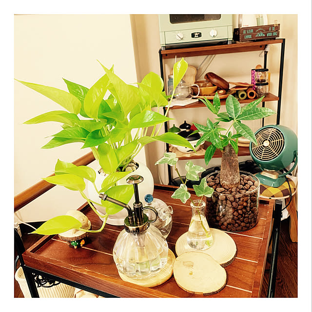 写真付きレビュー ポトス ライム 白色 丸型 陶器鉢 鉢植え 鉢 陶器 苗 苗木 観葉植物 オウゴンカズラ 白 ホワイト 丸 ラウンド ボール 送料無料 ライムポトスの通販商品 口コミ情報 Roomclipショッピング
