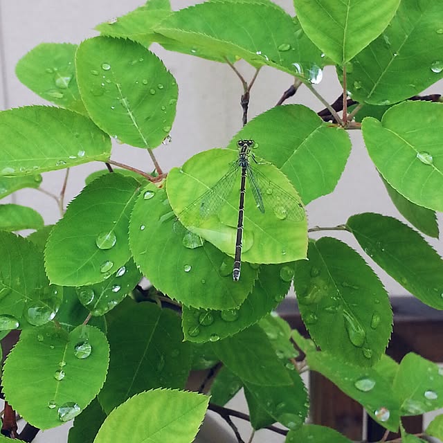 バス トイレ 庭 ジューンベリー 虫 とんぼのインテリア実例 14 05 26 09 03 39 Roomclip ルームクリップ