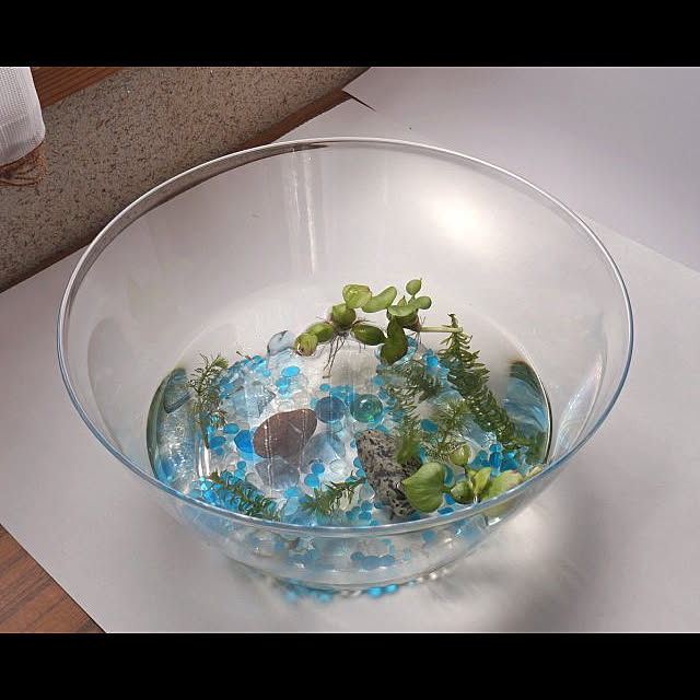 ダイソー メダカ サラダボウル 100均 アクアリウム などのインテリア実例 18 07 17 11 06 53 Roomclip ルームクリップ ダイソー メダカ サラダボウル 100均 アクアリウム などのインテリア実例 18 07 17 11 06 53 Roomclip ルームクリップ
