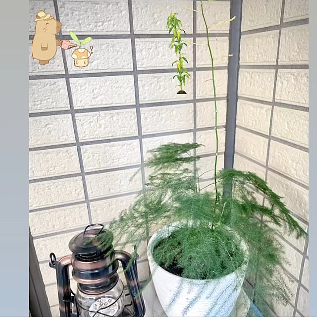 アスパラガスの葉 有難うございます ๑ ๑ マンション一階角部屋庭付き 部屋全体のインテリア実例 22 01 27 14 18 25 Roomclip ルームクリップ