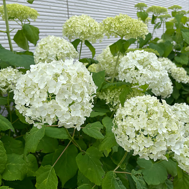 写真付きレビュー おすすめの紫陽花人気ギフト誕生日の鉢花22年6月開花プレゼントにアジサイ開花は6月頃アナベル鉢植え人気の白いアジサイアナベル7月10日以降のお届けは開花終了しており 剪定した状態でのお届けになりますの通販商品 口コミ情報 Roomclipショッピング