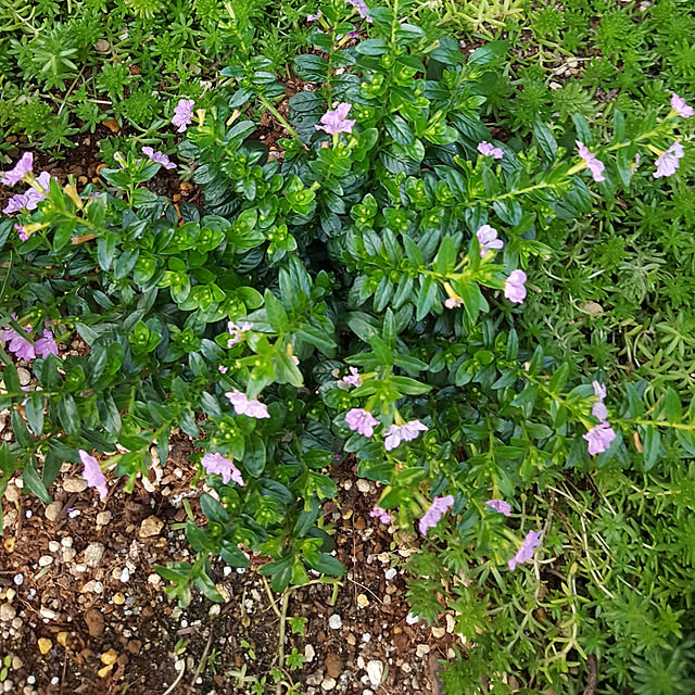 花苗 選べる花ガーデニング 季節の花苗セット 秋の花 お中元 敬老の日 ギフト 福袋 花壇 花 送料無料 花 お母さん 誕生日プレゼント 花 贈り物 苗物 大苗 寄せ植え 宿根草 多年草 一年草 花 フラワー 庭 手入れ 店舗花壇 苗セットのレビュー クチコミとして参考になる