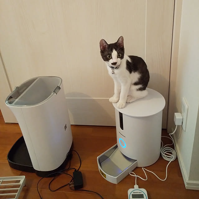 カリカリマシーンeco 自動給餌器 猫 小型犬の消化器への負担を軽減する少量 多回給餌モデル ステンレストレイ付 1年保証 日本メーカー安心サポート 自動給餌機 キャットフード 猫餌 犬餌 ドッグフード ドライフード用 自動えさやり器のレビュー クチコミとして参考に