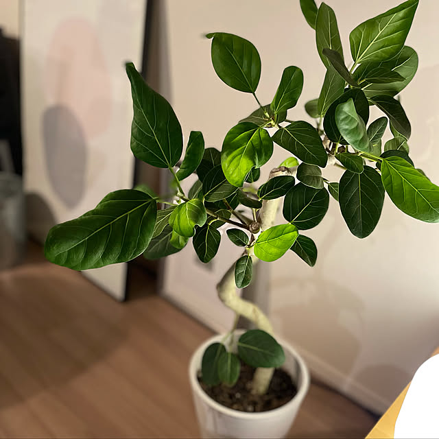 ふるさと納税 沖縄の観葉植物 人気のフィカス ベンガレンシス 7号シュエット鉢 A1044のレビュー クチコミとして参考になる投稿1枚 Roomclip ルームクリップ