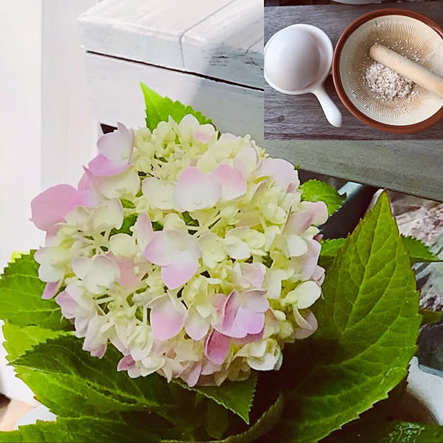 写真付きレビュー 予約販売 四季咲あじさい 霧島の恵 アジサイ 登録品種 紫陽花 9cmポット苗 10月中旬以降発送の通販商品 口コミ情報 Roomclipショッピング