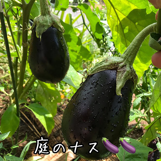 Itanse ナス苗 とげなし千両二号なす 接木苗 野菜苗 9cmポット接ぎ木苗 2個セット 葉の裏のトゲが無いので作りやすいなす 苗 育てやすくて美味しいなすび 多収穫中長茄子の定番 地域により遅霜にご注意ください のレビュー 口コミとして参考になる投稿3枚