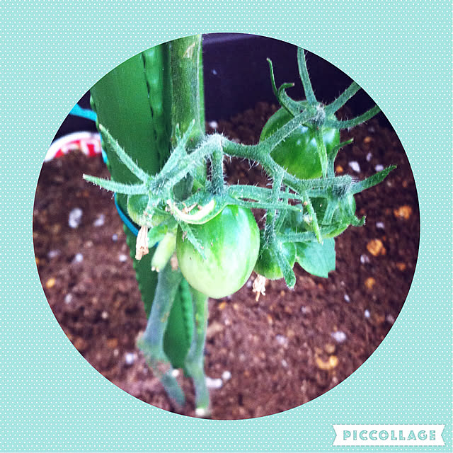 写真付きレビュー Jejアステージ ハンディプランター340スクエアアイボリー 33 5 33 5cm 支柱ホルダー付きの通販商品 口コミ情報 Roomclipショッピング 写真付きレビュー Jejアステージ ハンディプランター340スクエアアイボリー 33 5 33 5cm 支柱ホルダー付きの通販商品 口コミ情報 Roomclipショッピング