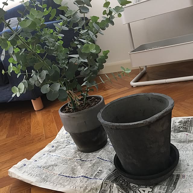 写真付きレビュー 植木鉢 素焼き鉢 モスポット 407m 7号 植木鉢 おしゃれな植木鉢 鉢 テラコッタ 素焼き鉢 陶器鉢 の通販商品 口コミ情報 Roomclipショッピング