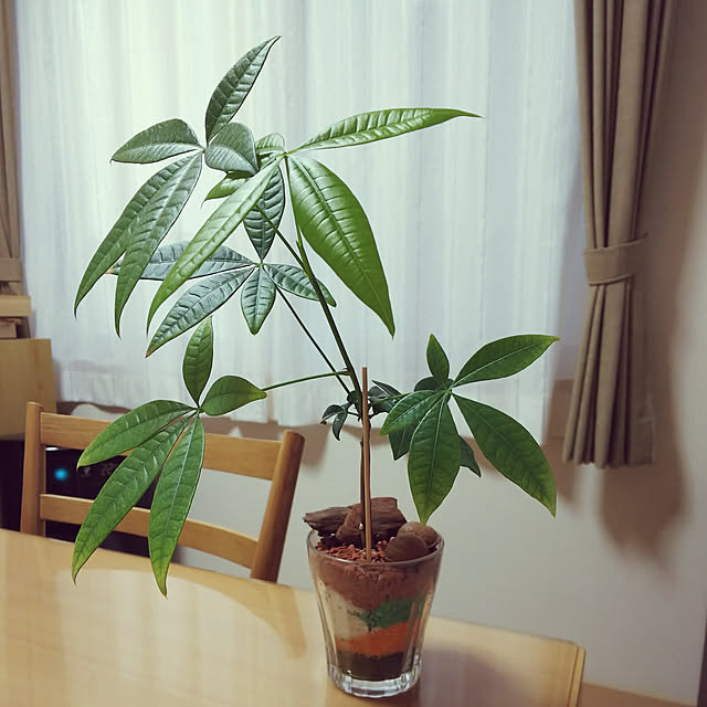 室内園芸用土 チャコボール 300g 室内で育てるコーヒーの木におすすめ のレビュー クチコミとして参考になる投稿7枚 Roomclip ルームクリップ 室内園芸用土 チャコボール 300g 室内で育てるコーヒーの木におすすめ のレビュー クチコミとして参考になる投稿7枚 Roomclip ルームクリップ