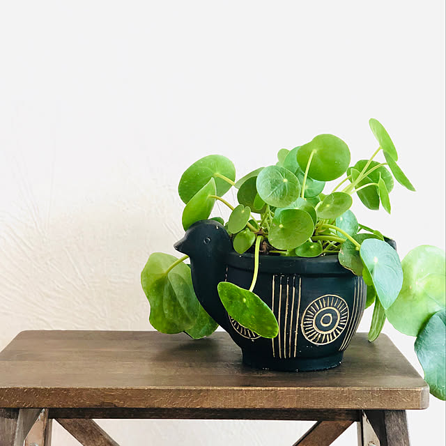 多肉植物 ピレア ペペロミオイデス 4号鉢 観葉植物 インテリアのレビュー クチコミとして参考になる投稿1枚 Roomclip ルームクリップ