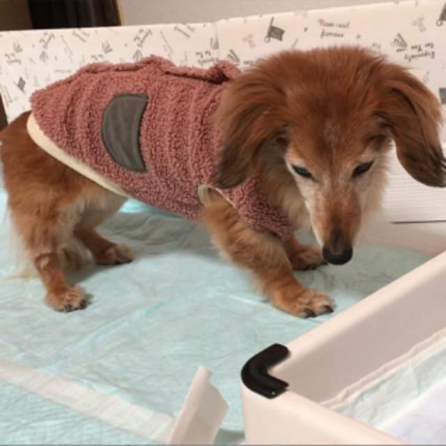 老犬と暮らす いぬと暮らす ミニチュアダックス ミニチュアダックスフントのインテリア実例 04 30 14 21 28 Roomclip ルームクリップ 老犬と暮らす いぬと暮らす ミニチュアダックス ミニチュアダックスフントのインテリア実例 04 30 14 21 28 Roomclip ルームクリップ