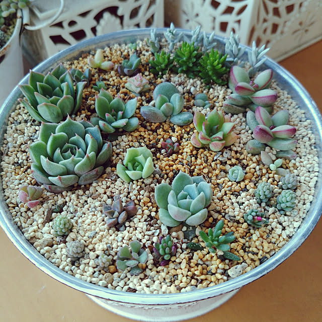 写真付きレビュー グリーンペットの通販商品 口コミ情報 Roomclipショッピング